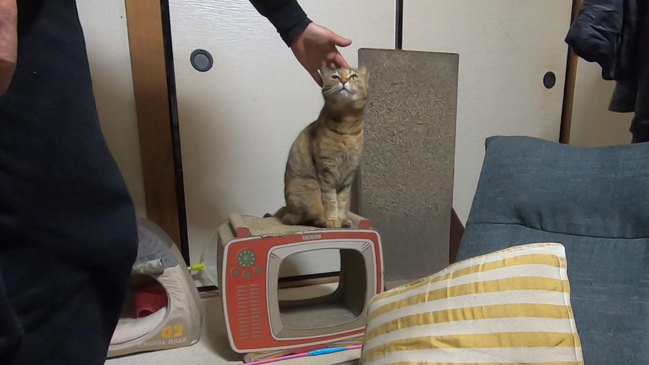 雨で退屈になって父にグズって何か訴える娘猫