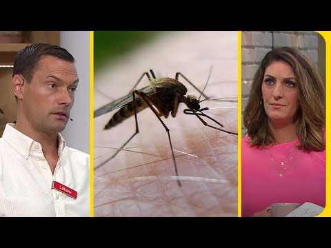 Sommardoktorn om farliga insektsbett: ”Då ringer man 112” | Nyhetsmorgon | TV4 & TV4 Play