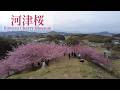 奈良 明日香と橿原の河津桜 Kawazu Cherry Blossoms In Asuka Kashihara Nara Japan 2026