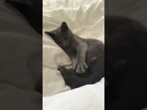 ADORABLE!! Mizu the Russian blue cat fascinated by her tail!