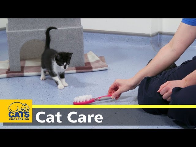 Why wont my cat let me brush her?