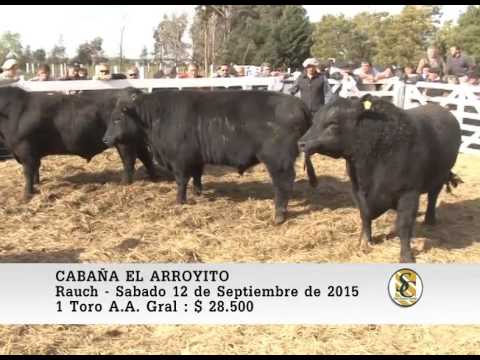12-09-15 Venta de Toros Generales - Cabaña El Arroyito - Rauch.