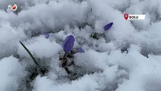 Bahar Çiğdemleri Kar Altında Kaldı