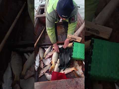 Cleaver bird grab and eat a big fish.#fishinglife #fishingtrip