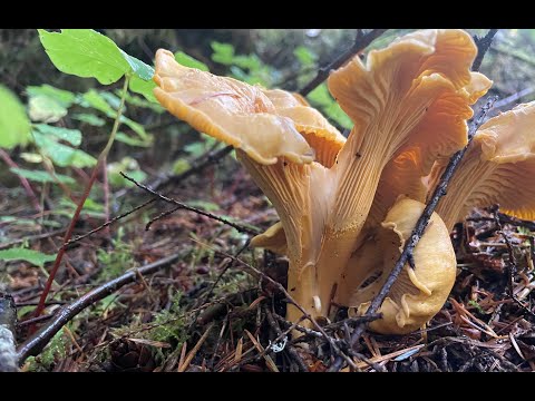 Chanterelle mushroom hunting in Washington PNW