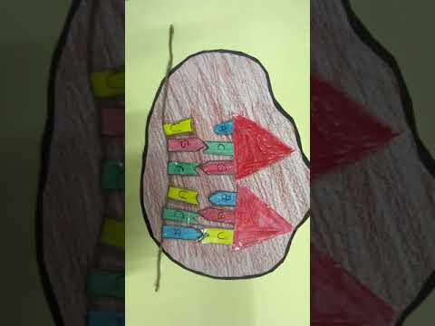 Proteinbiosynthese einfach erklärt