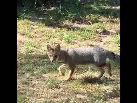 Zorros en cordoba argentina