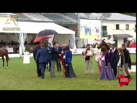 2ND PLACE  N.45 AMES JR - 2017 Pride Of Poland - Junior Stallions Championship (Class 14)