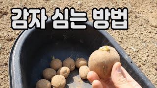 감자심는 방법.감자밭 만들기.감자 두둑만들기. 밑거름주기. 씨감자자르기