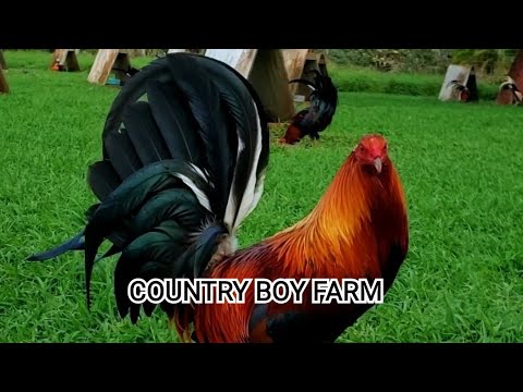 COUNTRY BOY FARM || In USA