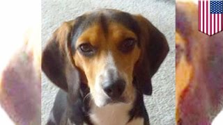 Man posts Craigslist ad after girlfriend asks him to get rid of his adorable dog - TomoNews