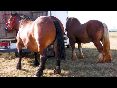 Marius' Horses from Bogei - Bihor 2023