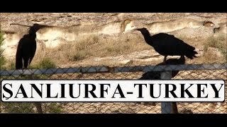 preview picture of video 'Şanlıurfa-Birecik Kelaynak kuşları (Bald Ibis) Part 6'