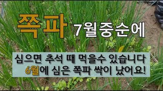 쪽파 7월 중순에 심으면 추석 때 먹을수 있습니다. 6월에 심은 쪽파 싹이 났어요! #7월에 쪽파 심기 #쪽…