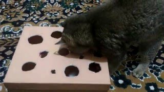 Смотреть онлайн Самодельная игрушка для кота из картонной коробки