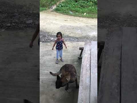 Baby Shanta followed by belgian malinois. Best Dog. #animalht #animal #gooddog #belgianshepard