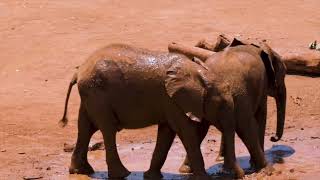 Leo ou elefante.     (O que voc ?) Para refletir.