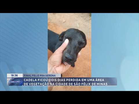 Final feliz: Cadela Serena é encontrada após dois dias perdida em vegetação em São Félix de Minas.