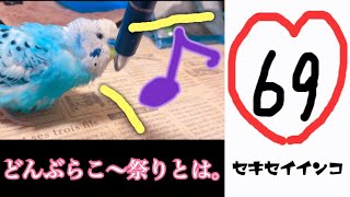 69セキセイインコのくうちゃん今日も元気に喋りましょう！！