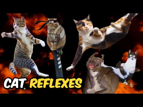 Cats Reflexes 🤯💀| The Science Revealed