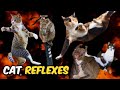 Cats Reflexes The Science Revealed