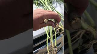 Video 2 Pioneer Protector® P505MSL Compared to Competitor Product