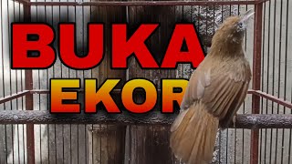 Download lagu CUCAK JENGGOT MINI mp3