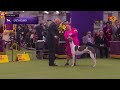 Greyhounds | Breed Judging 2026