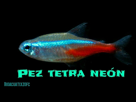 download lagu mp3 mp4 Reproduccion Tetra Neon, download lagu Reproduccion Tetra Neon gratis, unduh video klip Reproduccion Tetra Neon