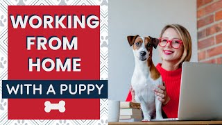 Working From Home with Dogs - Puppy Edition - 7 Tips to Stay Productive While Keeping a Puppy Quiet