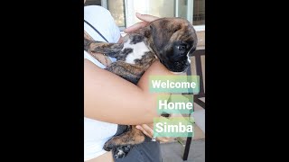 Bringing Home Our 8 Week Old Boxer Puppy | First Day Meeting Simba