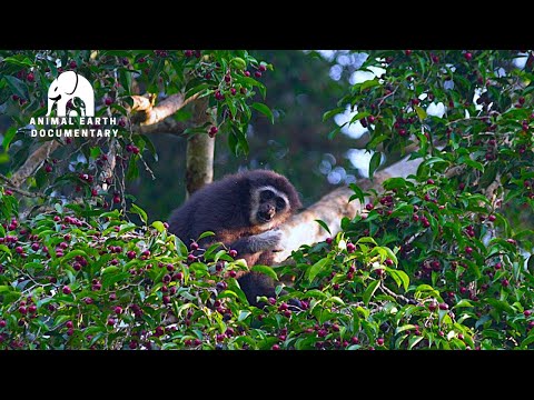 WILD South Asia's Hidden Wildlife SECRETS Revealed