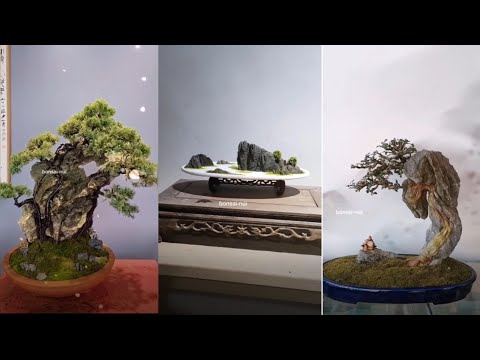 Top Amazing Bonsai Trees in the World - Bonsai Tip 2023