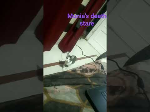 does your cat also stare at you for no reason? #munia#shorts