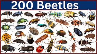 200 Types of Beetles Are Absolutely Insane