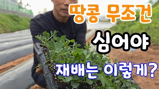 땅콩 무조건 심어야 하는 이유? 텃밭농사 기본 작물 추천 재배방법 중요한 3가지