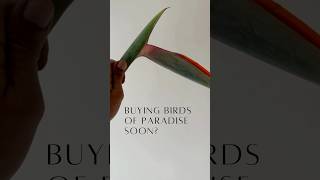Thinking of ordering Birds of Paradise? #flowers #sgflorist #florist