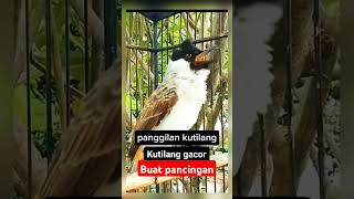 Download lagu suara burung kutilang gacor emosi memanggil lawan mp3 Download lagu suara burung kutilang gacor emosi memanggil lawan mp3