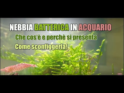 Sangue da un dito su vermi Che fare se la mia ragazza ha vermi