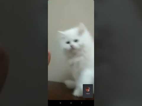 la gattina stella della mia amica Loriana ♥️