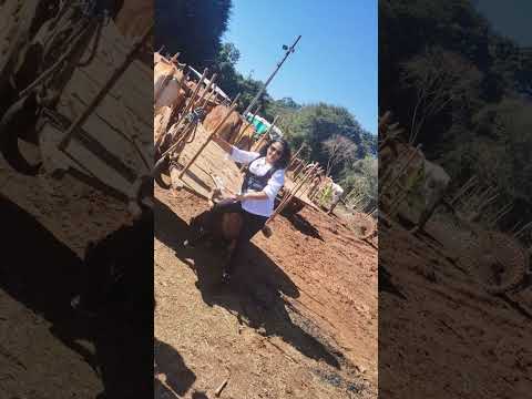 A festa de carro de boi Fortaleza de Minas