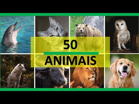 50 ANIMAIS para Crianças / 50 Animais Reais/ Som e imagem