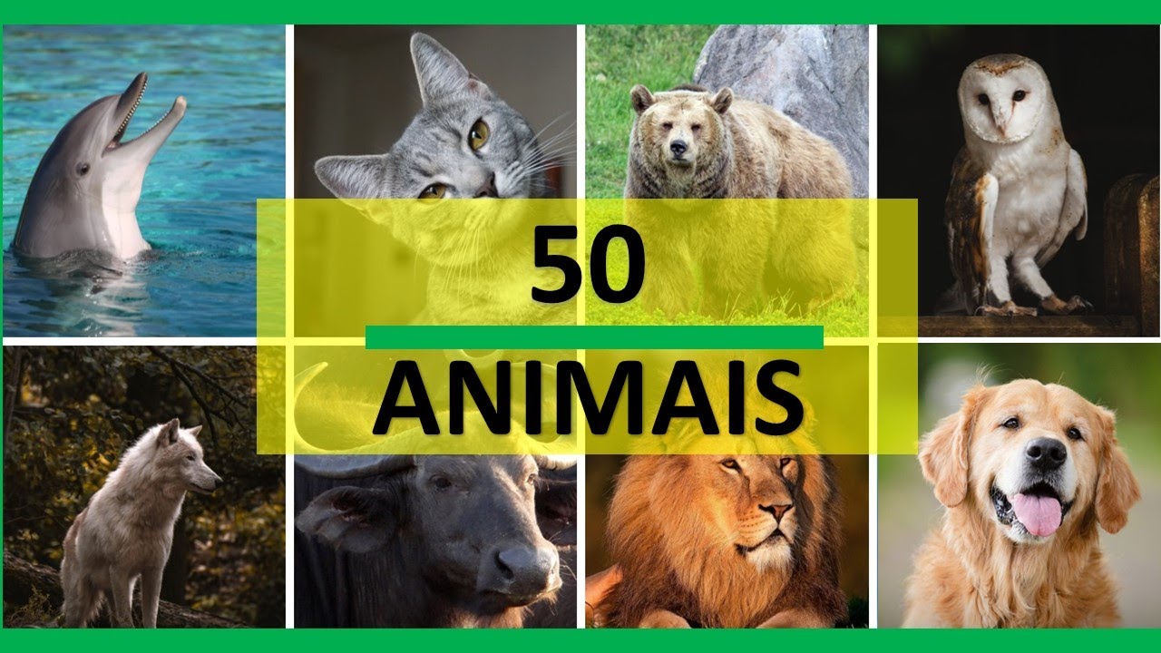 50 ANIMAIS para Crianças / 50 Animais Reais/ Som e imagem