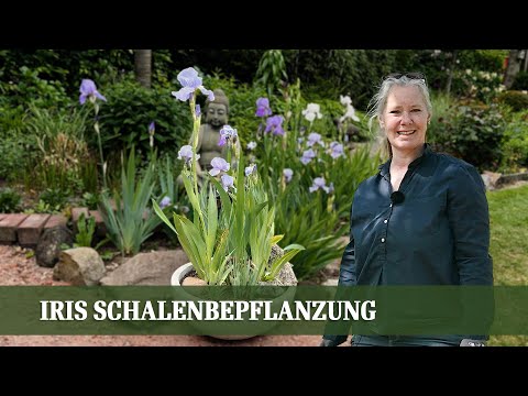 Iris pflanzen im Topf – Schritt-für-Schritt Anleitung für Schwertlilien