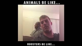 Roosters be like (Wake the fuck up)