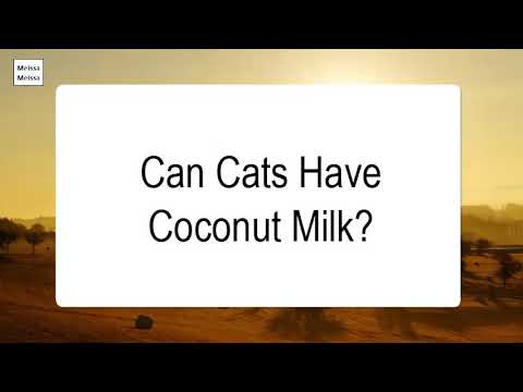 Can Cats Have Coconut Milk