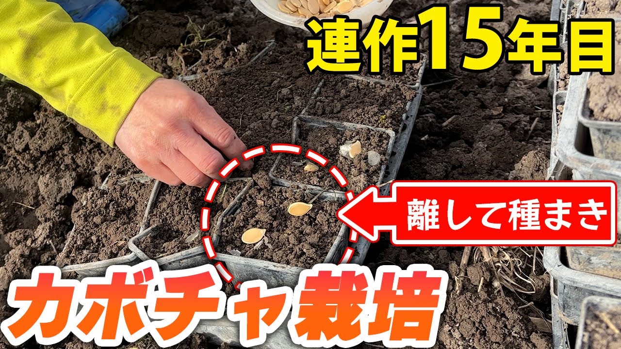 カボチャとズッキーニ自然栽培の極意