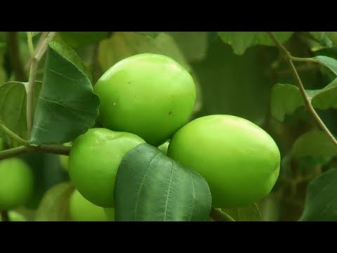 , title : 'Starting a Business - Jujube Fruit Farming Business Ideas and Apple Ber Cultivation'