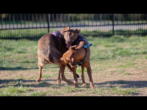 YouTube video about: What happens if my dog bites another dog in florida?