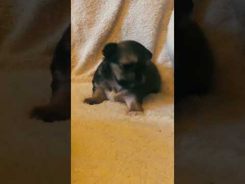 Chihuahua puppy for sale